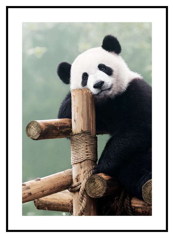 Giant Panda Poster (50x70 cm) - Poster Store