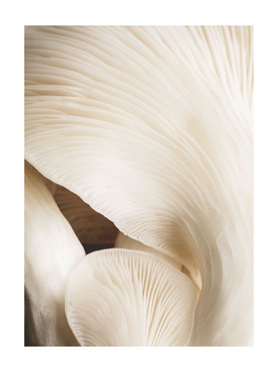 Soft Mushrooms Poster 0