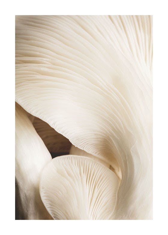 Soft Mushrooms Poster 0