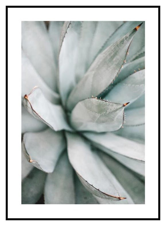 Plakat Aloe vera (21x30 cm) - Poster Store