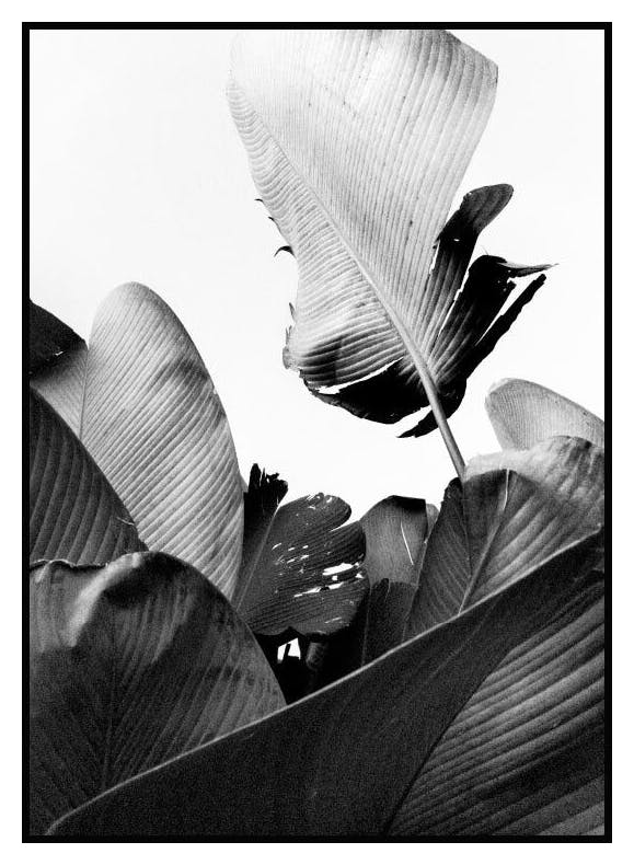 Prints Banana leaves Poster (50x70 cm) - Poster Store
