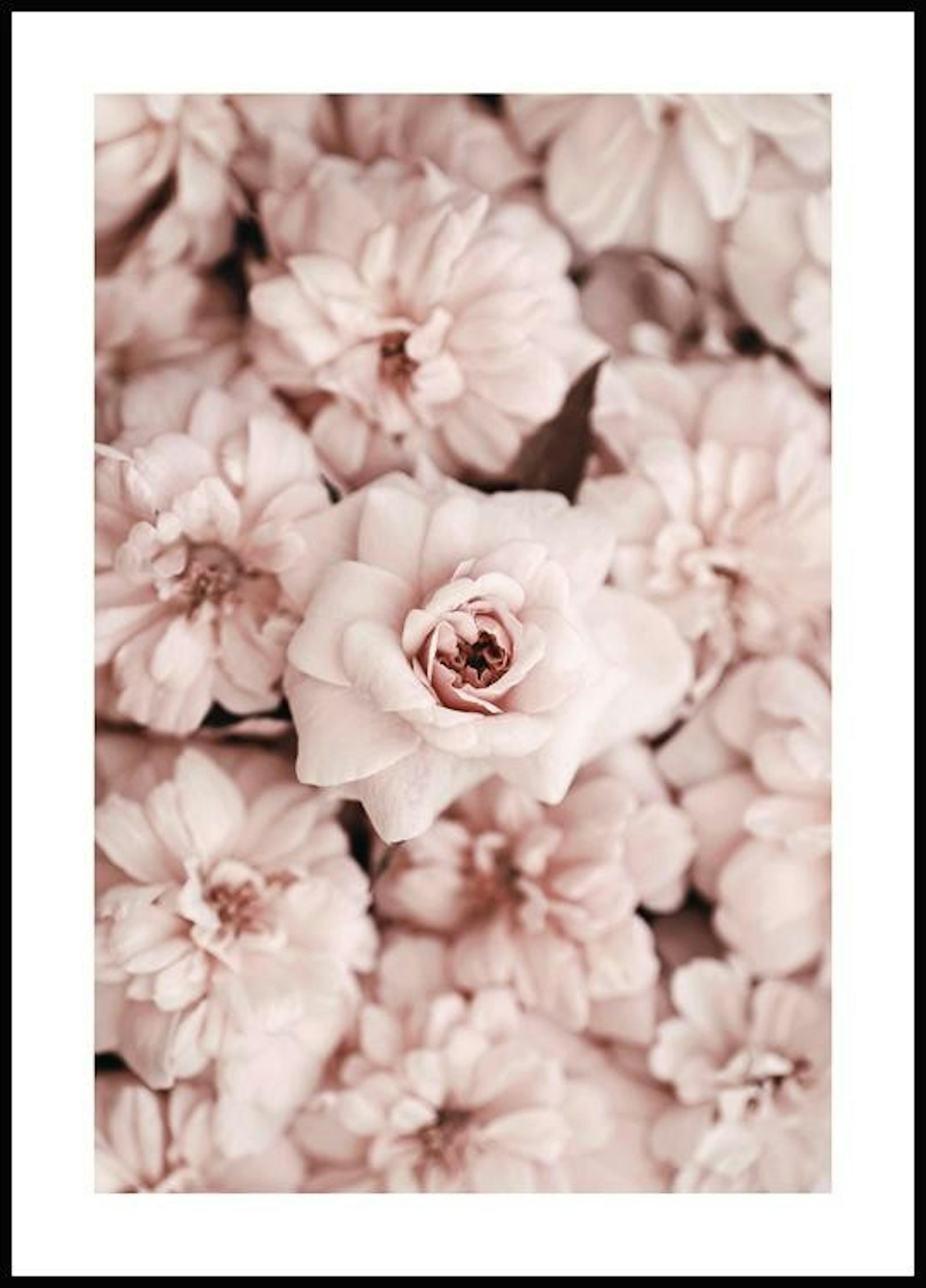 Blommor Poster 0