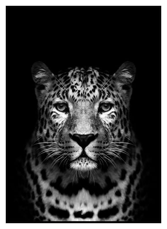 Leopard Black Plakat (21x30 cm) - Poster Store