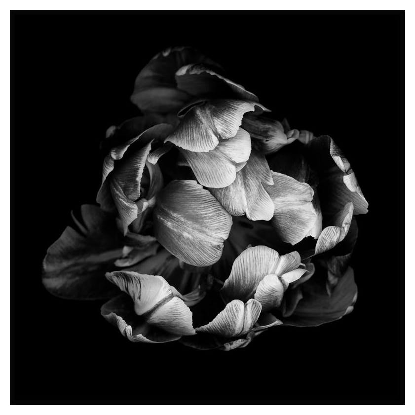 Plakat Blooming (50x50 cm) - Poster Store