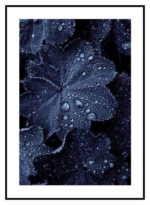 Blue Leaf Droplets. Affiche (50x70 cm) - Poster Store