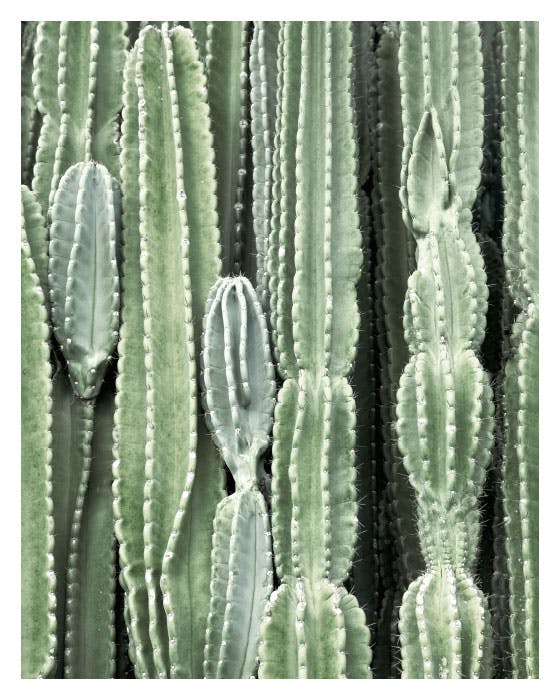 Cactus Poster 0