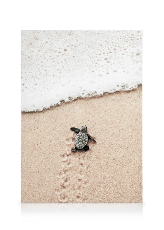 Small Beach Turtle Canvas print (70x100 cm) - Poster Store