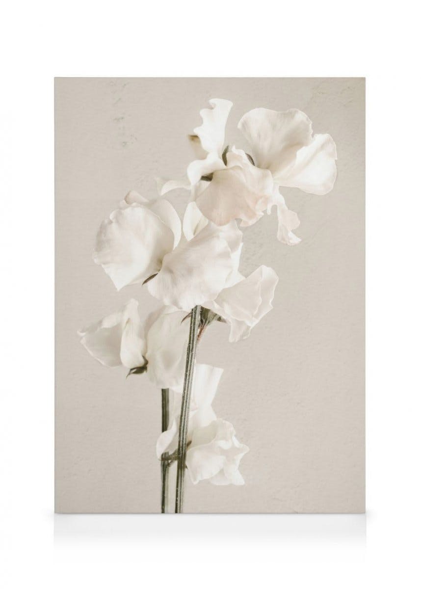 In Full Bloom Obraz na płótnie (30x40 cm) - Poster Store