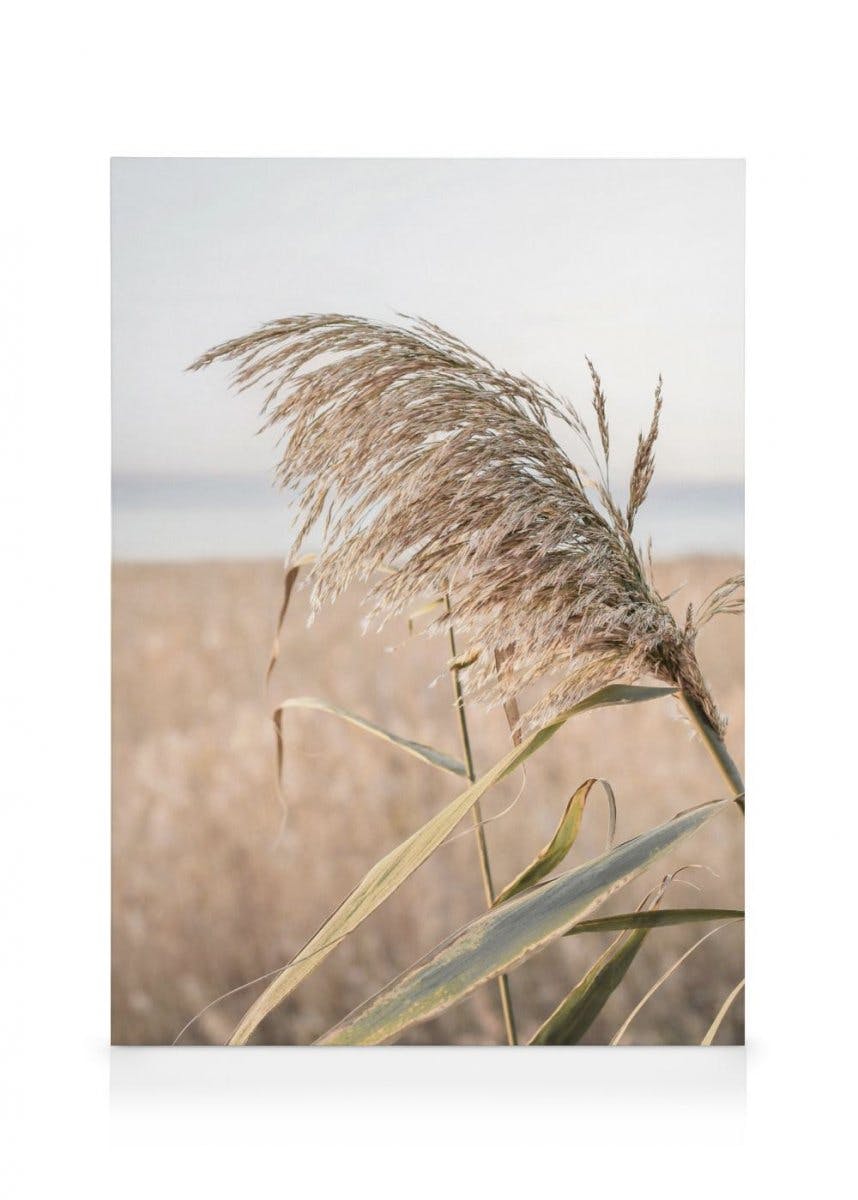 Morskie Trzciny Obrazy na płótnie (30x40 cm) - Poster Store