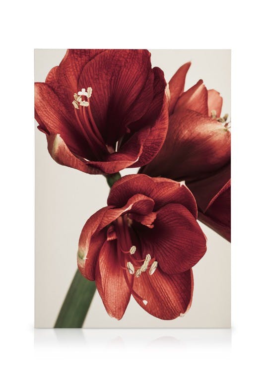 Amaryllis in Red Obraz na płótnie (30x40 cm - Ramka dębowa) - Poster Store