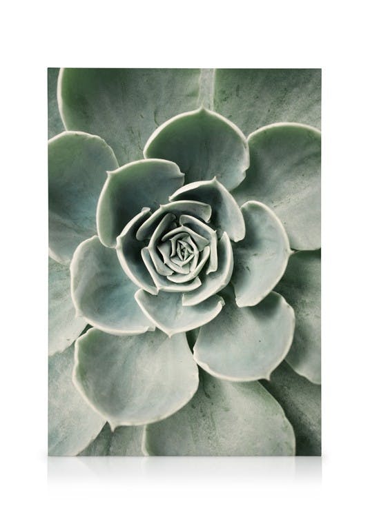Canvastavlor - Cactus Flower Canvastavla (30x40 cm) - Poster Store