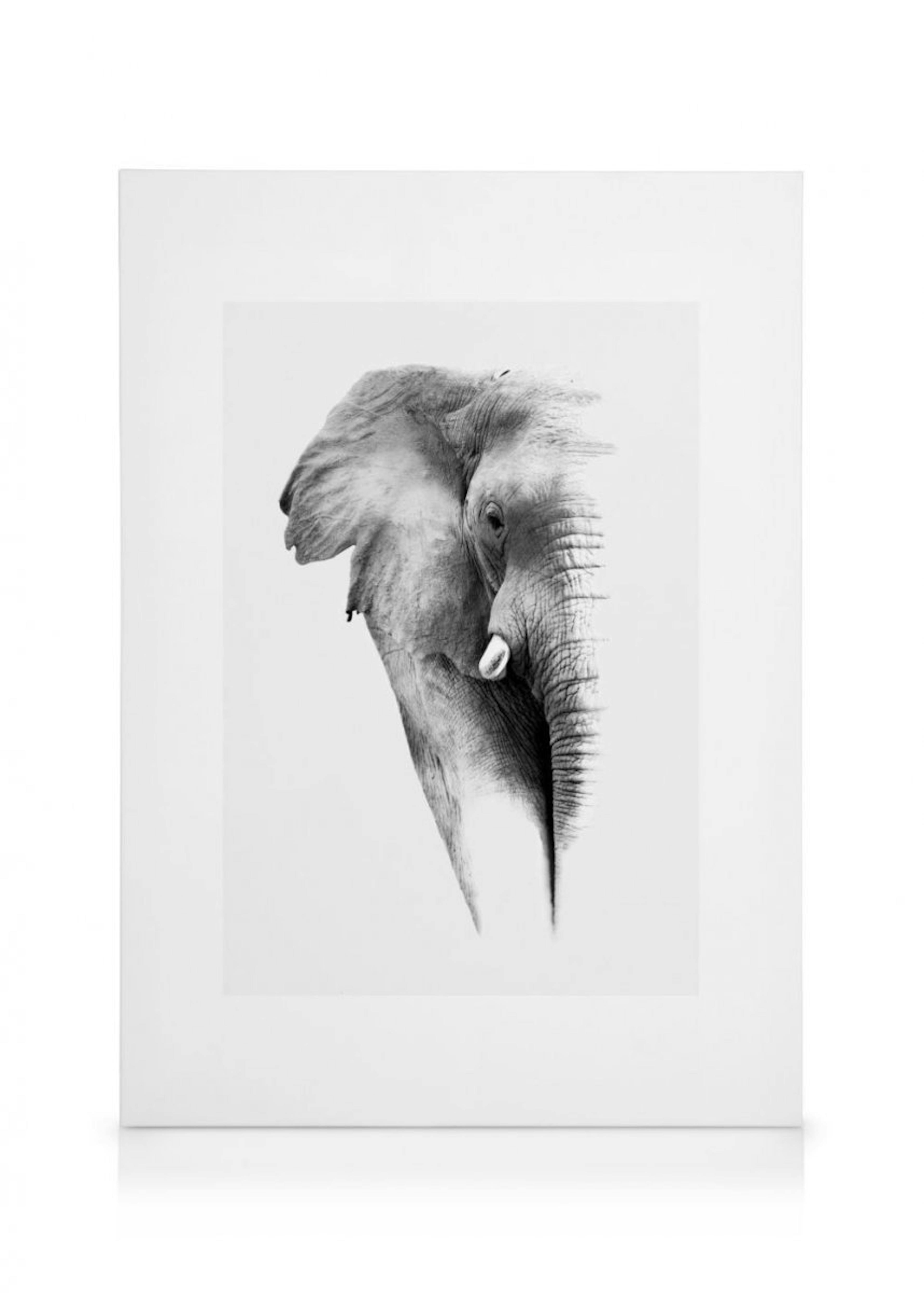 Elephant Canvas Print 0