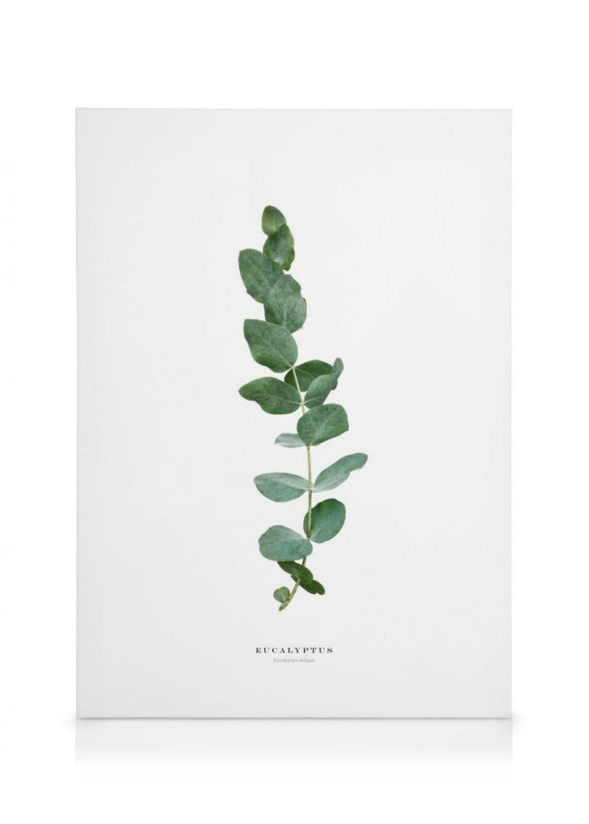 Canvas Prints - Eucalyptus Canvas print (50x70 cm - Black Frame) - Poster Store