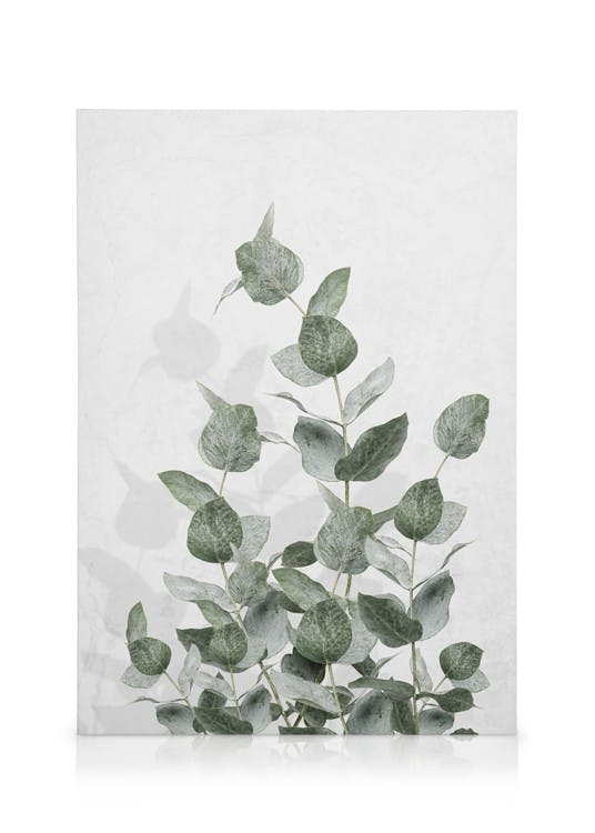 Canvastavlor - Eucalyptus Wall Canvastavla (30x40 cm) - Poster Store