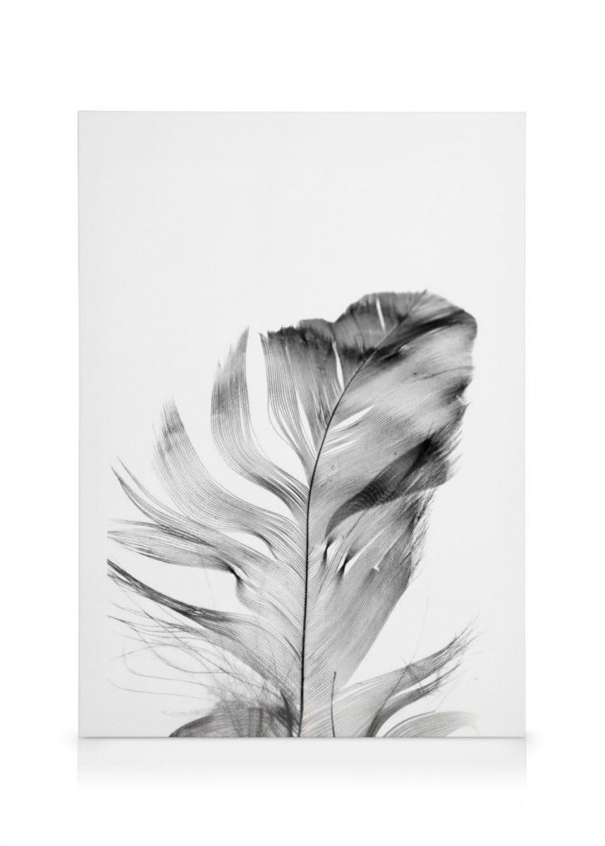 Canvas Prints - Feather Canvas print (50x70 cm - Black Frame) - Poster Store