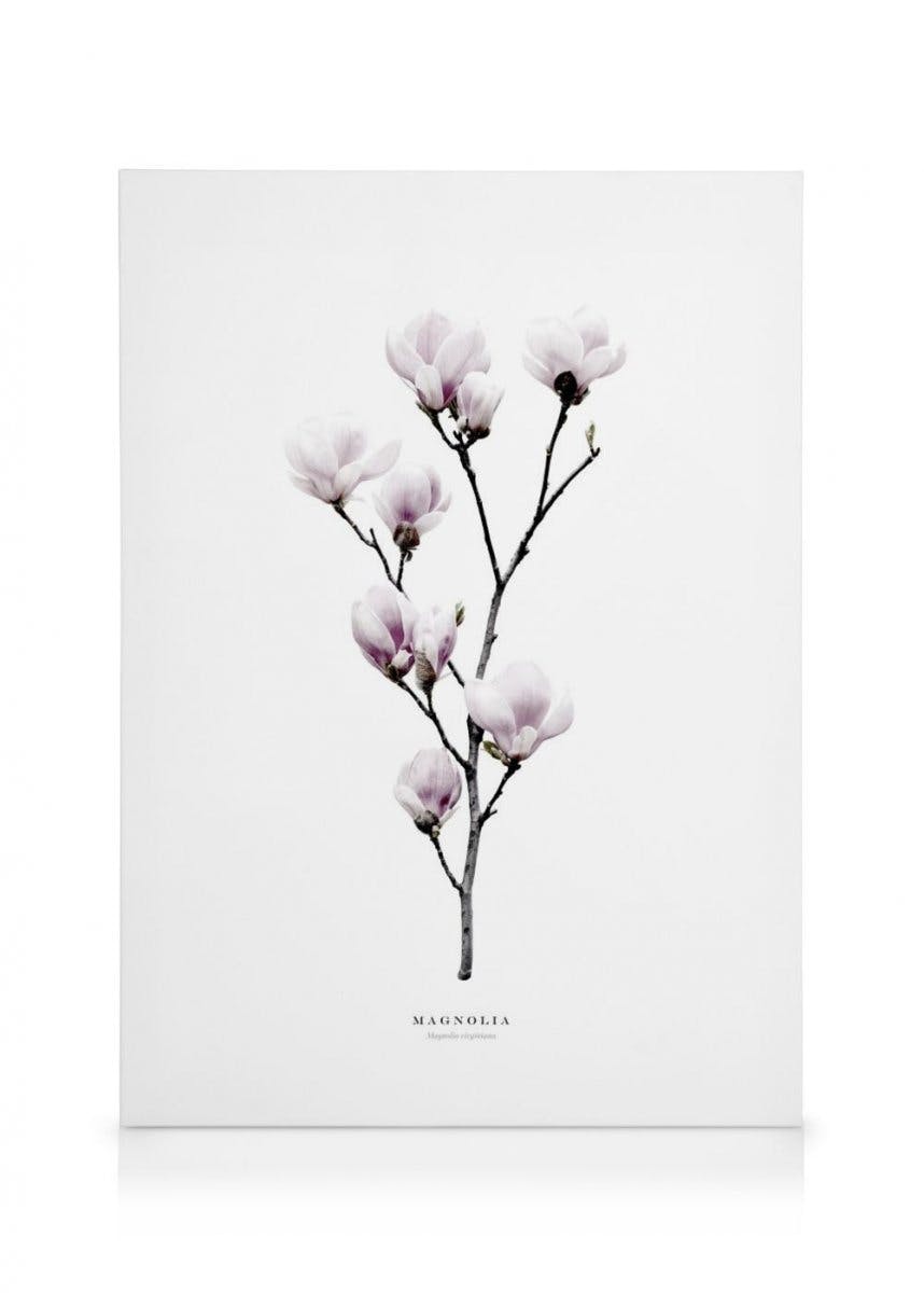 Magnolia Lienzo (50x70 cm) - Poster Store