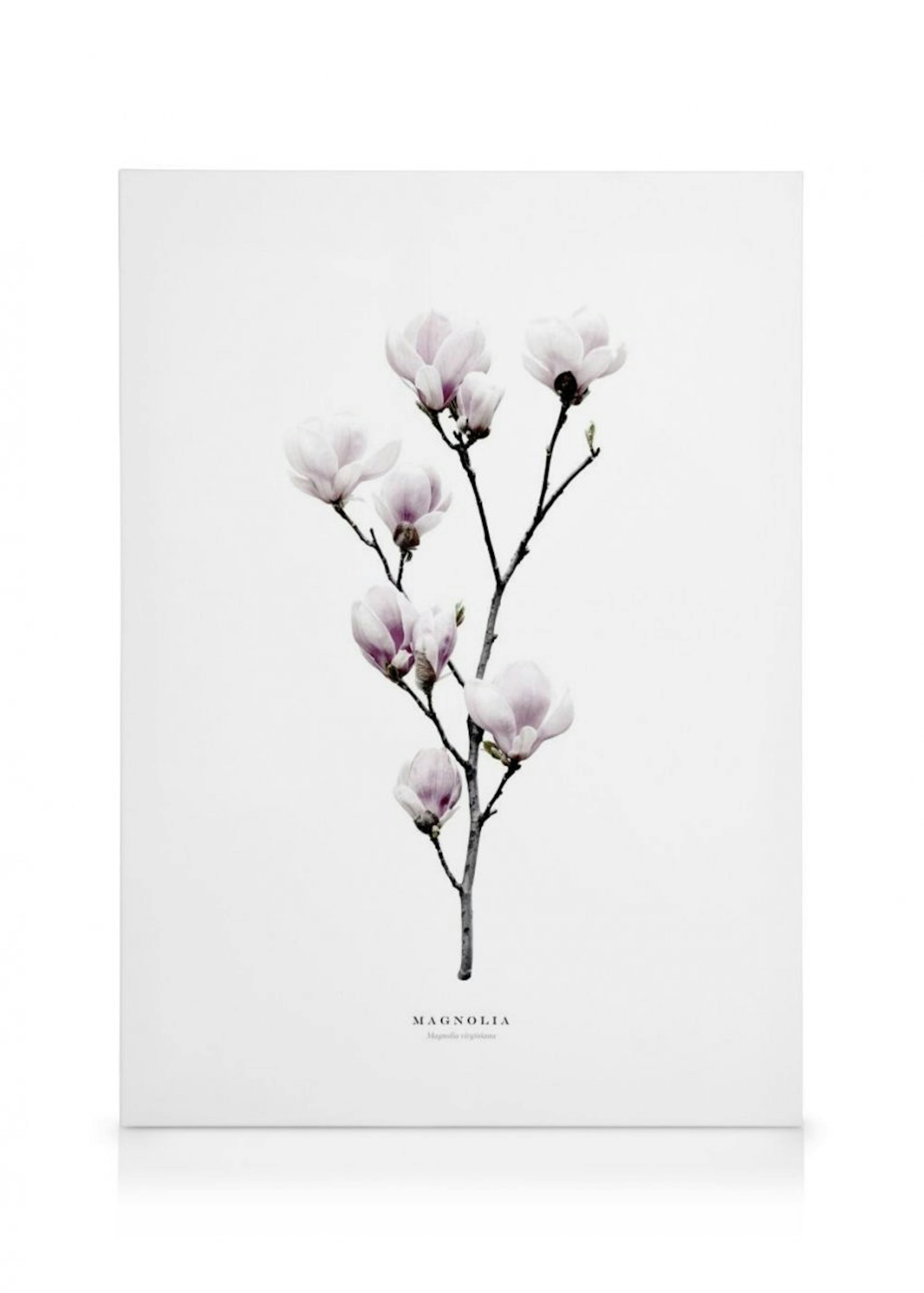 Magnolia Canvas Print 0