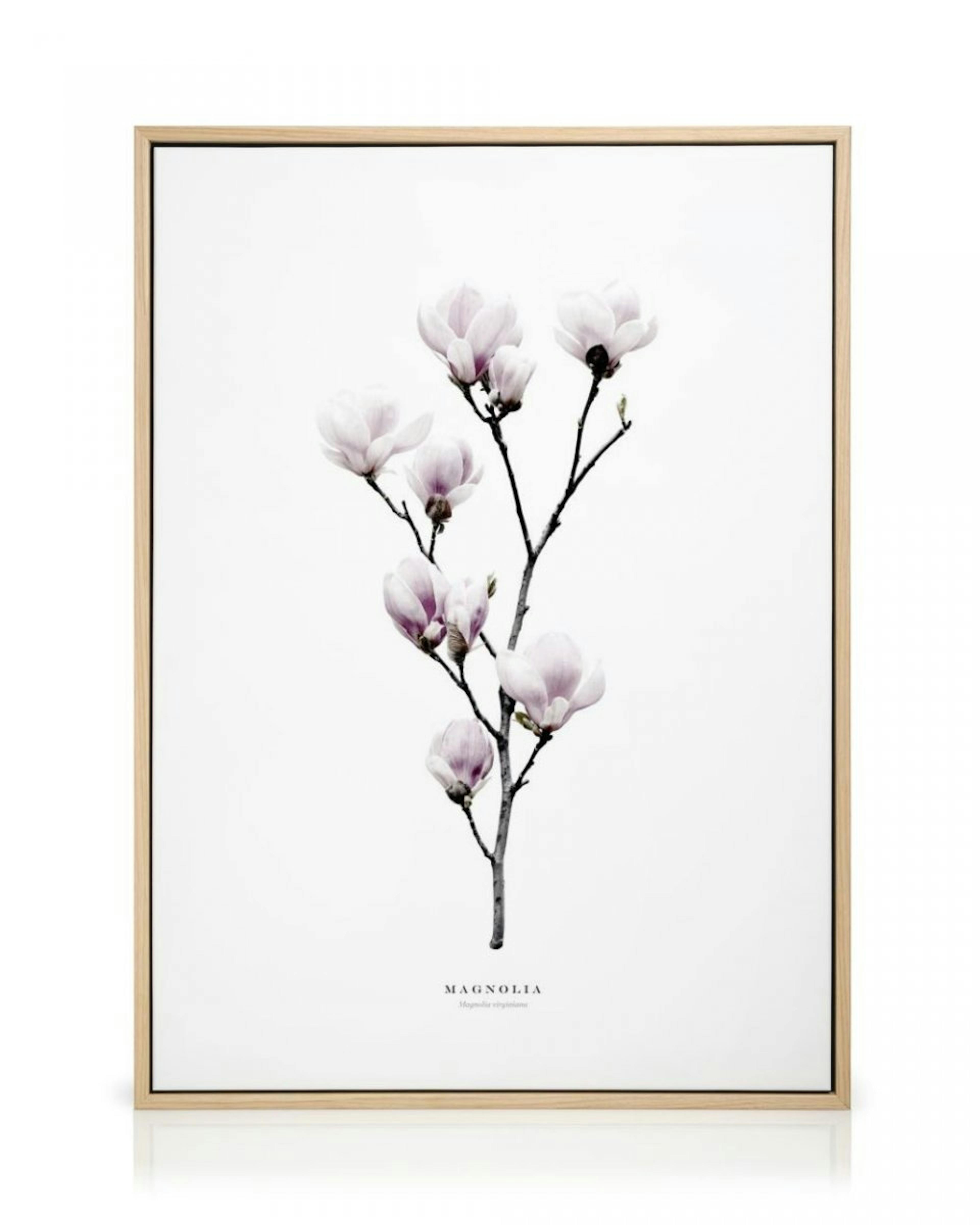 Magnolia Canvas Print thumbnail