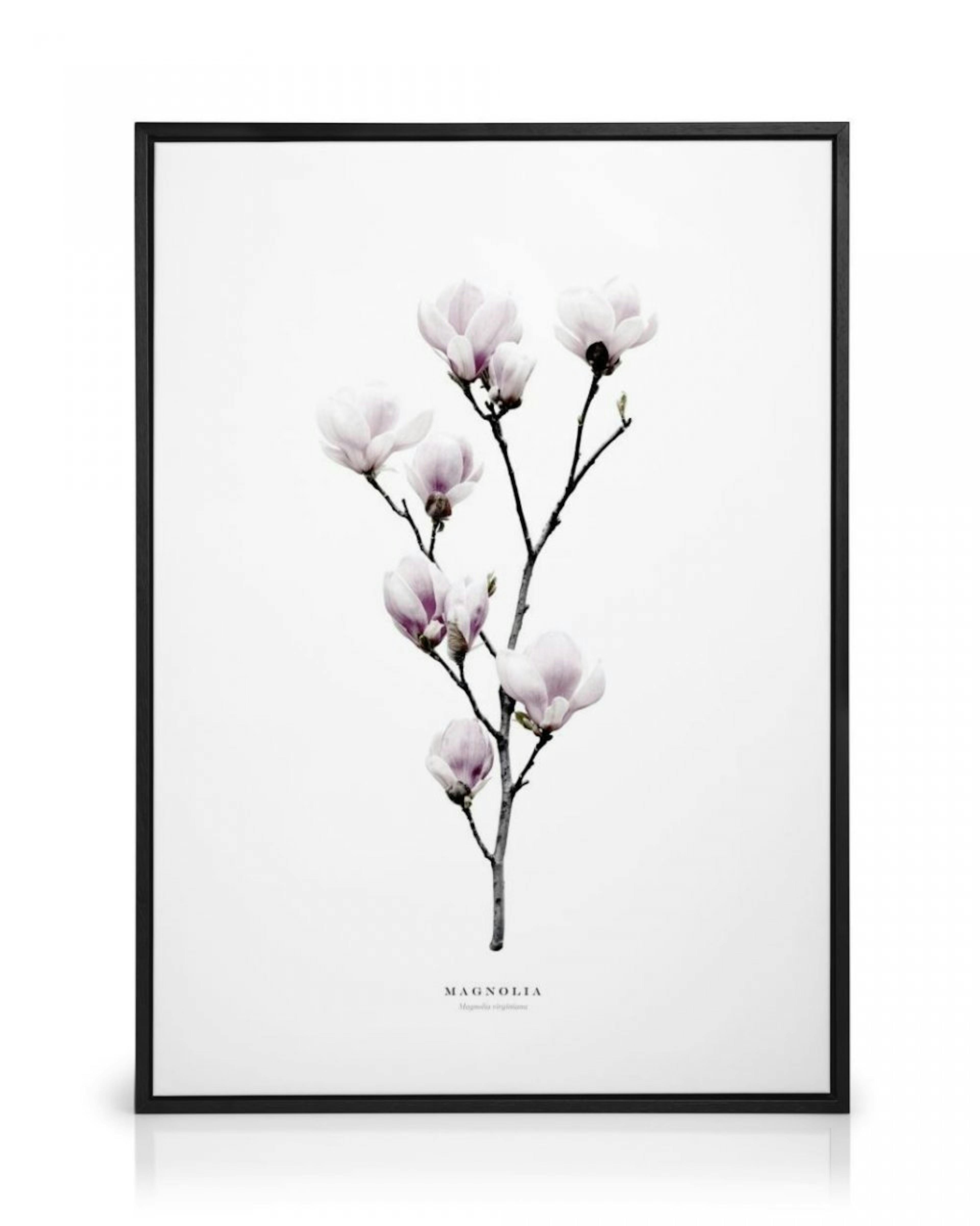 Magnolia Canvas Print thumbnail