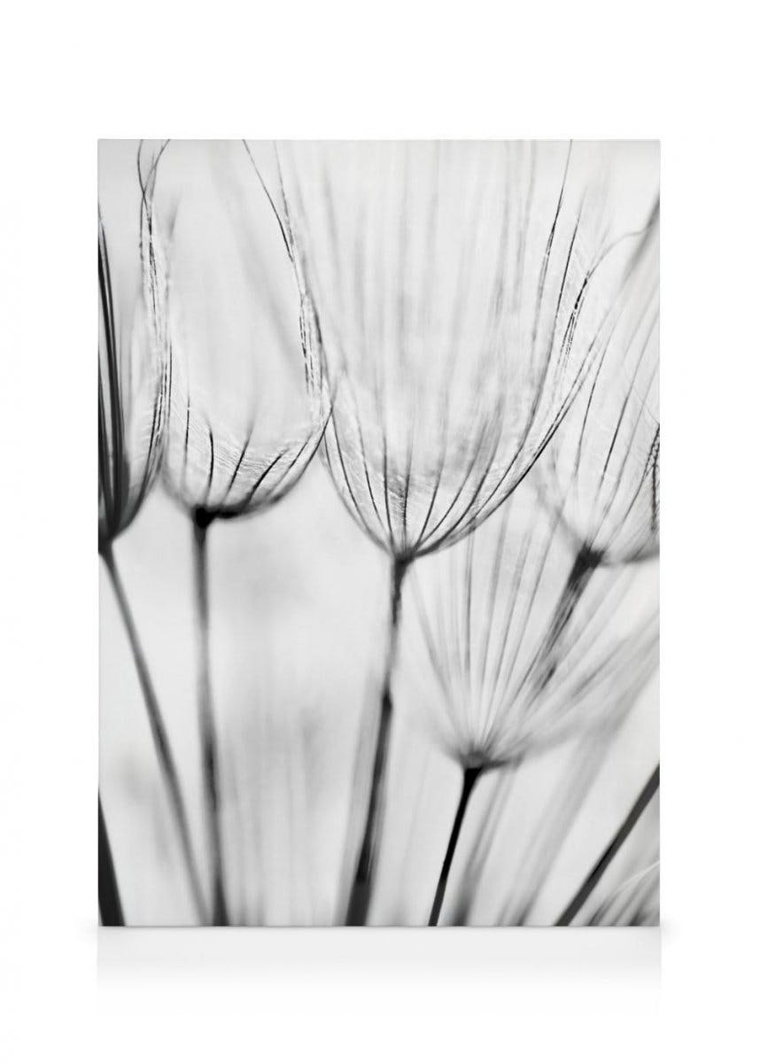 Toile de pissenlits (70x100 cm - Cadre noir) - Poster Store