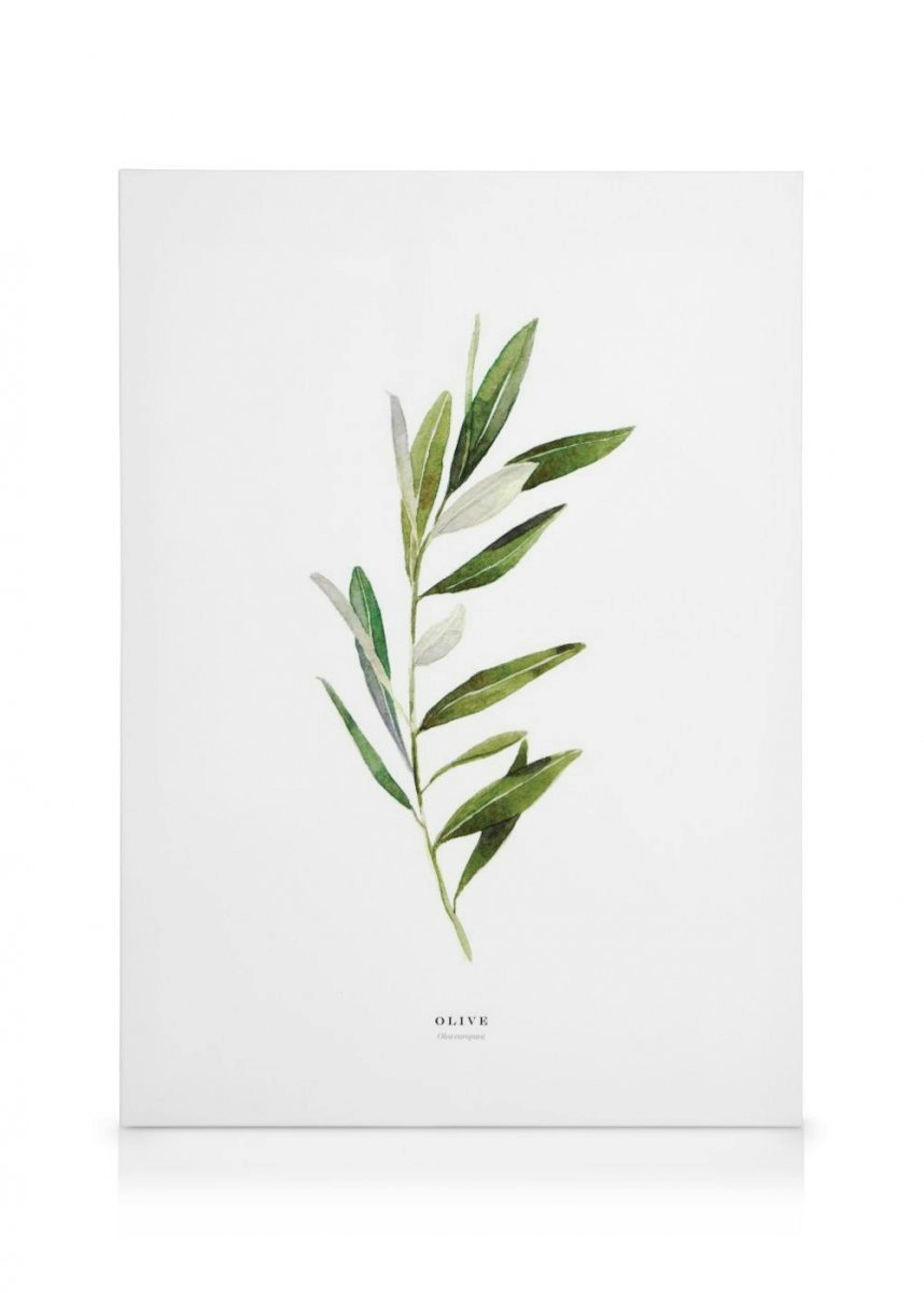 Olive Canvas Print 0