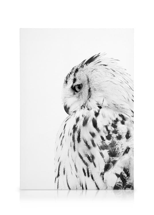Eule Leinwand (30x40 cm) - Poster Store