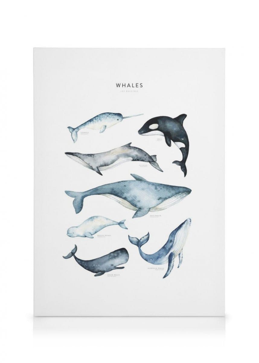 Toile de baleines (70x100 cm - Cadre noir) - Poster Store