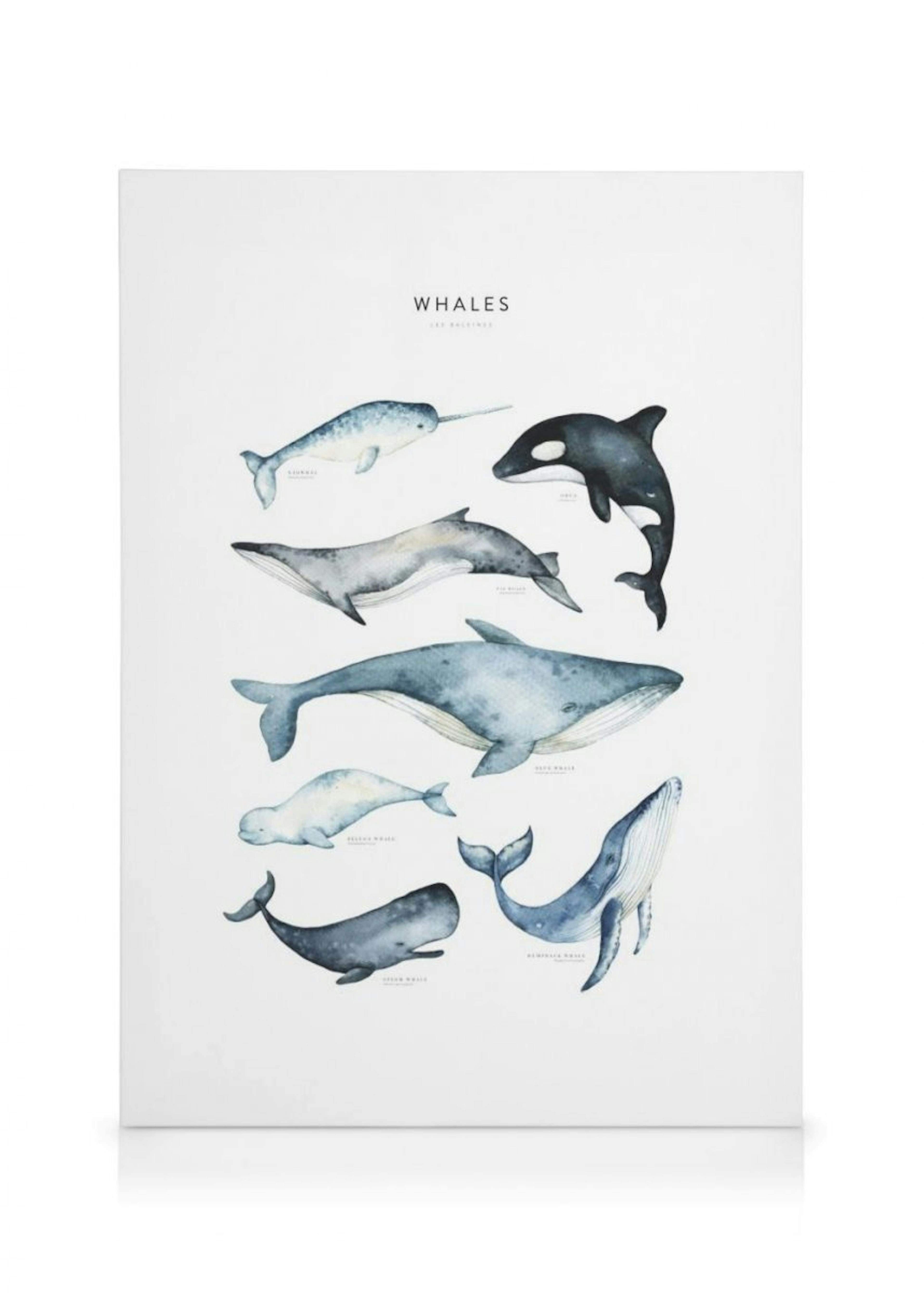 Whales Canvas 0