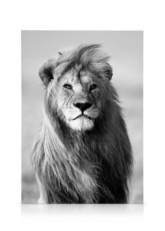 Majestic Lion Leinwand (30x40 cm) - Poster Store