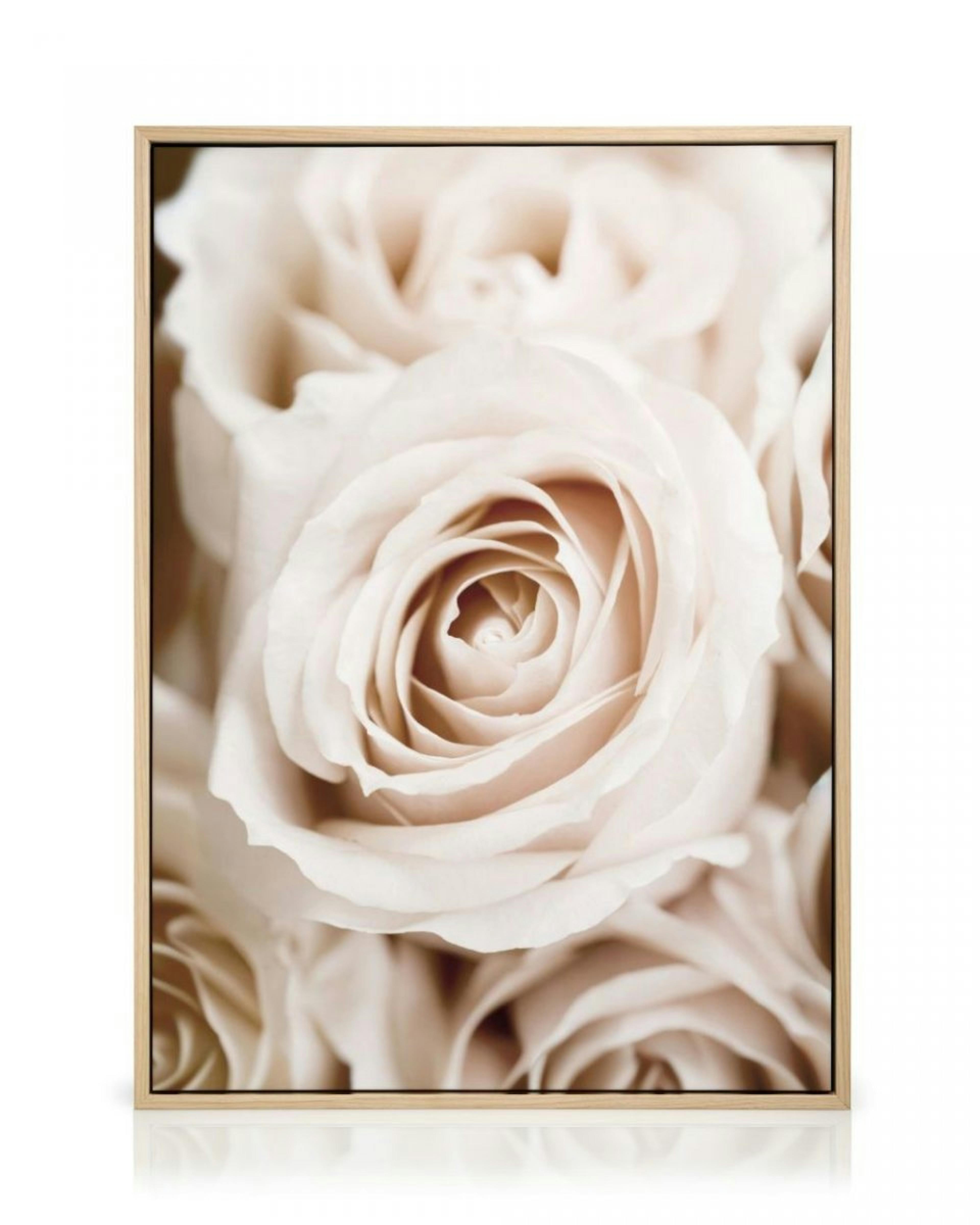 Peach Roses Canvas print thumbnail