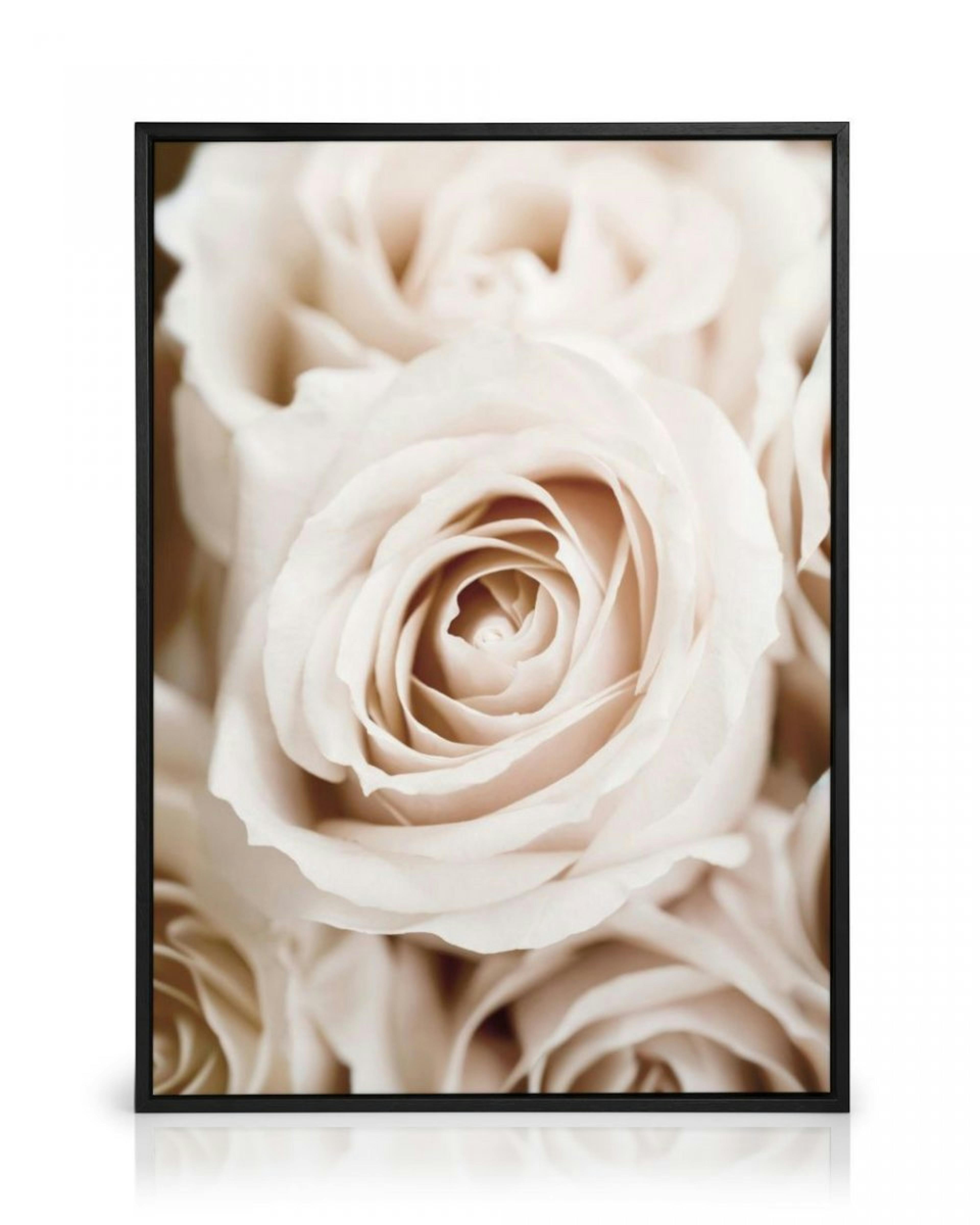 Peach Roses Canvas print thumbnail