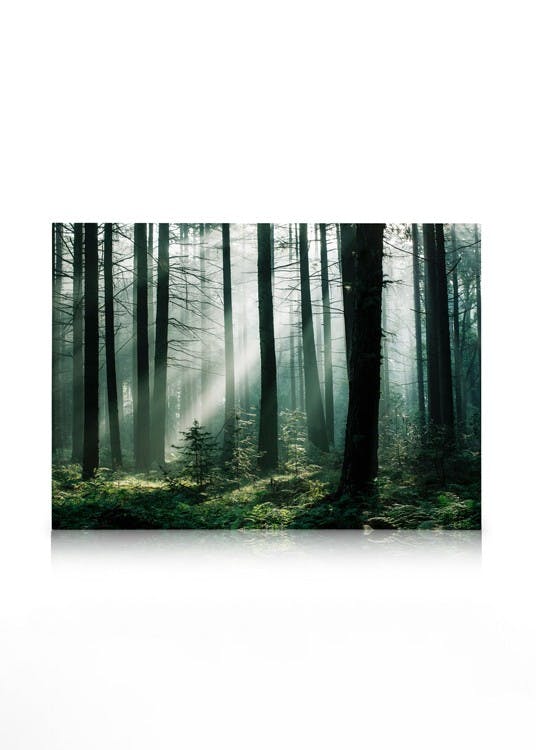 Canvastavlor - Forest Sunrise Canvastavla (50 x 70 cm - Svart ram) - Poster Store