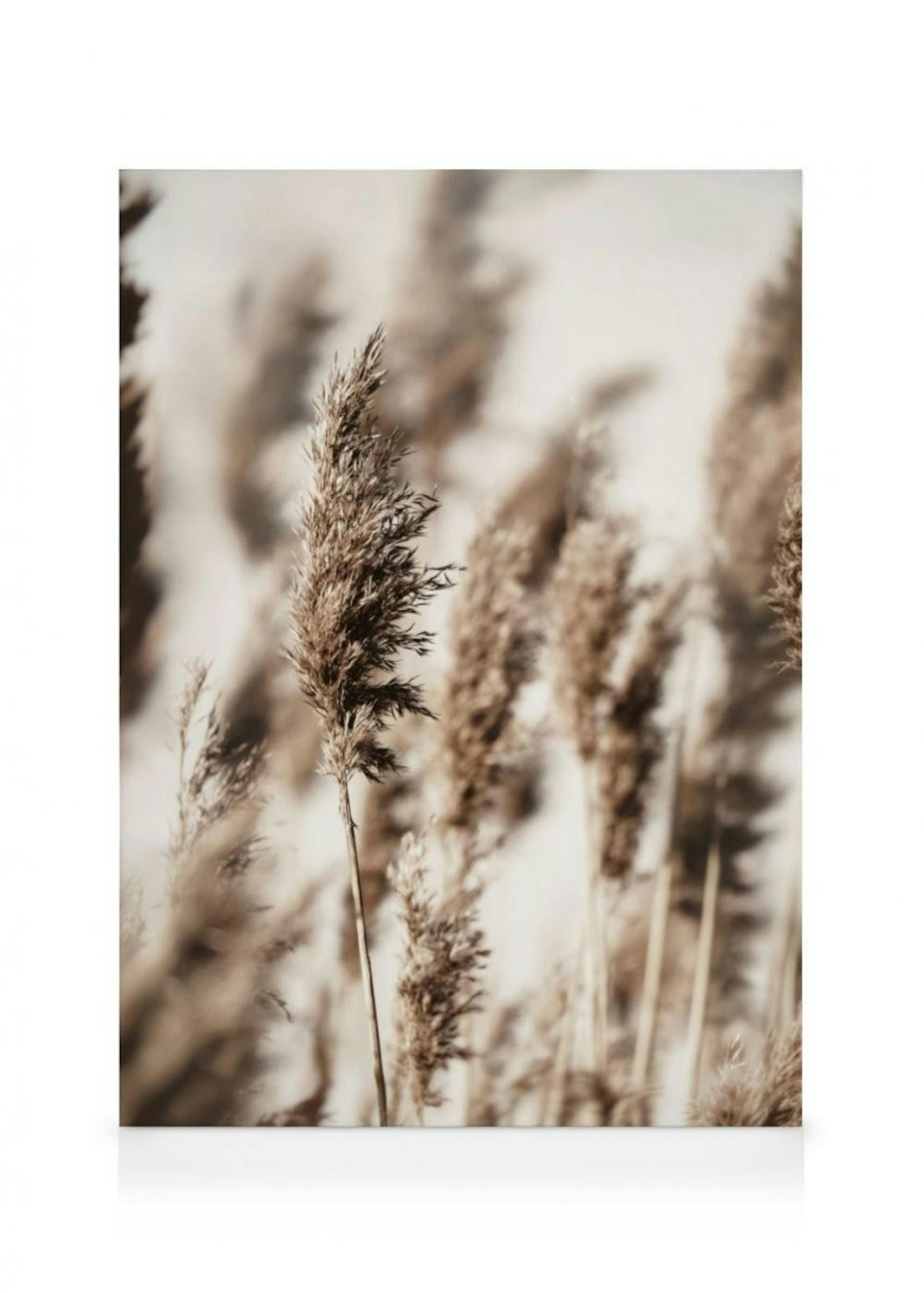 Reed Grass Kanvaasi thumbnail