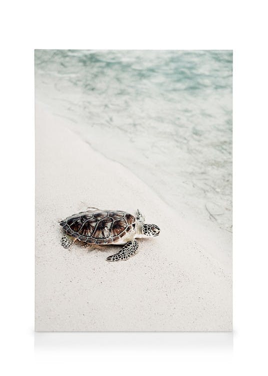Tartaruga sulla spiaggia Stampa su tela (30x40 cm) - Poster Store
