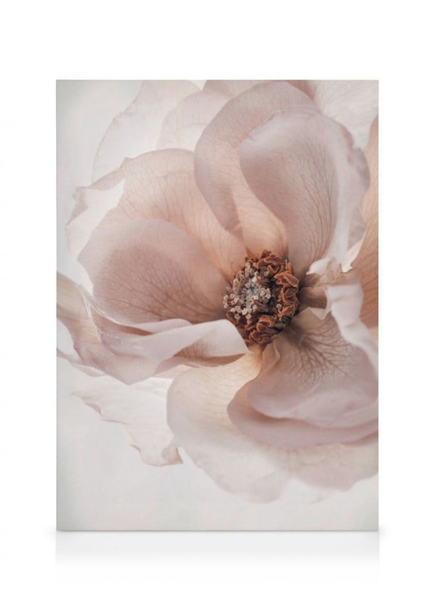 Canvas Prints - Blooming Rose Canvas print (70x100 cm - Black Frame) - Poster Store