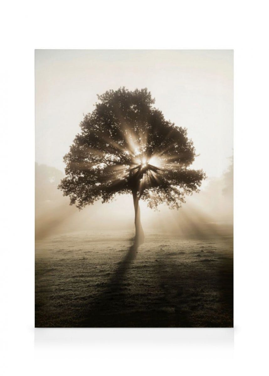 Arbre Lever du Soleil Toile (30x40 cm - Cadre noir) - Poster Store