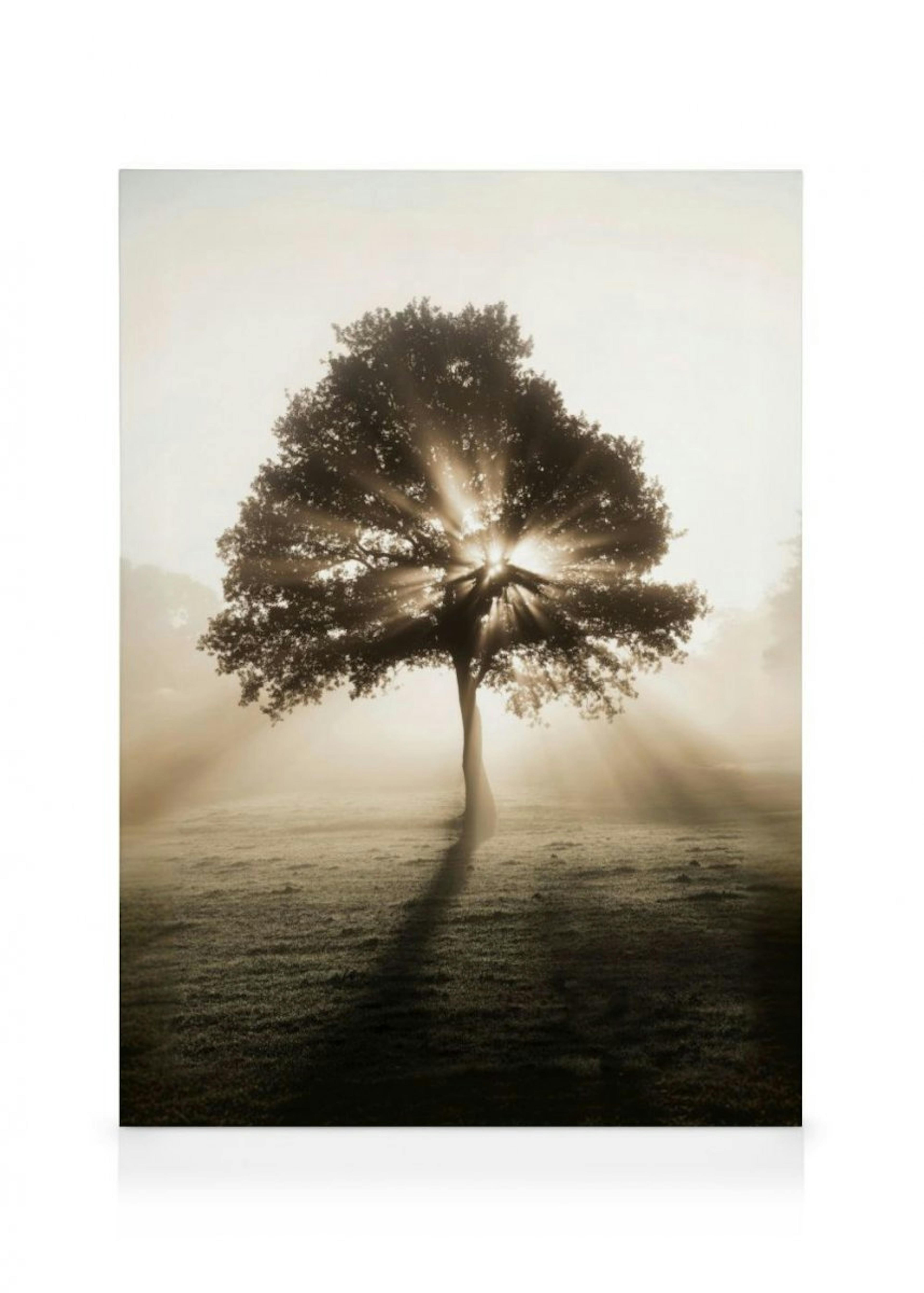 Sunrise Tree Canvas Print 0