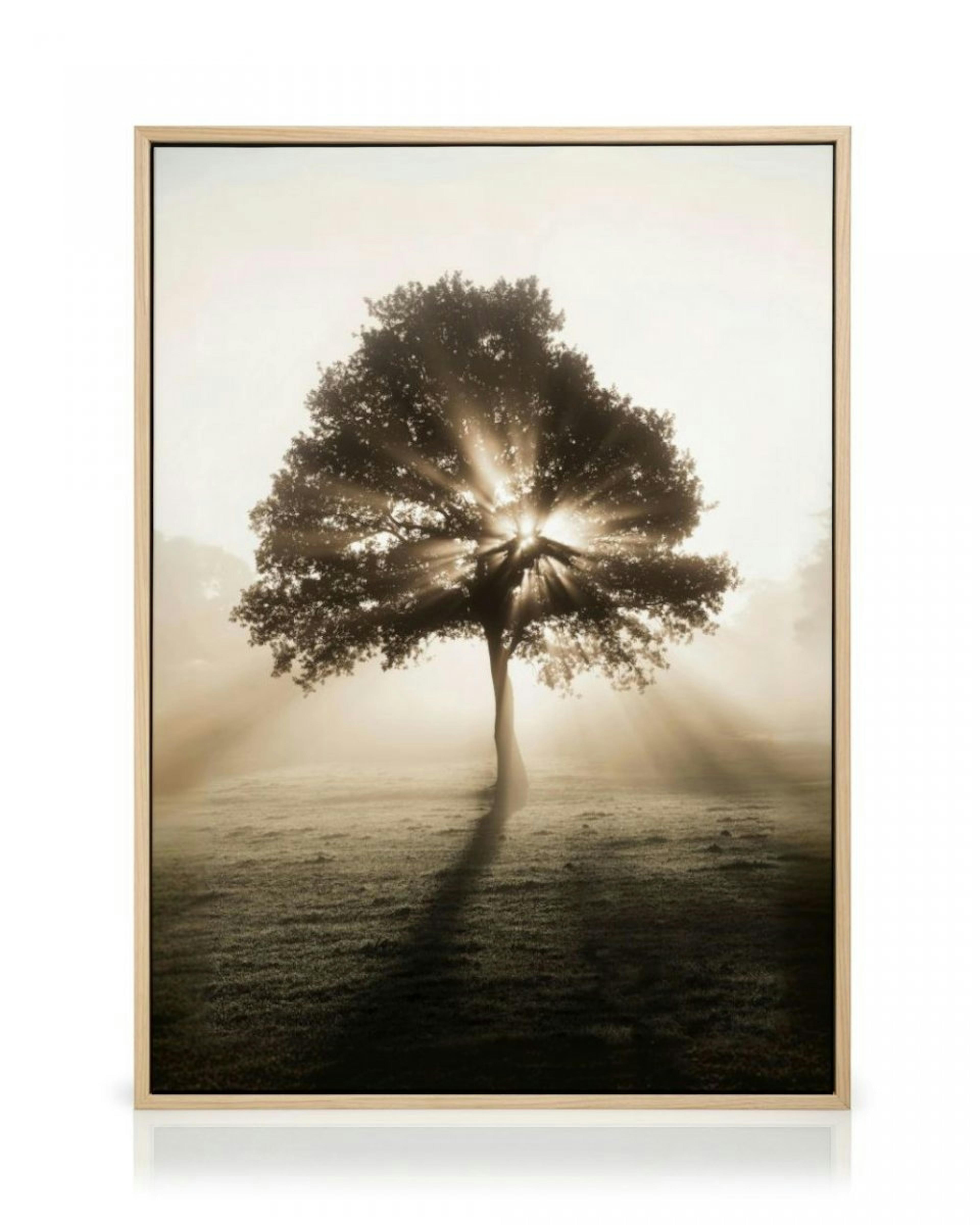 Sunrise Tree Canvas Print thumbnail