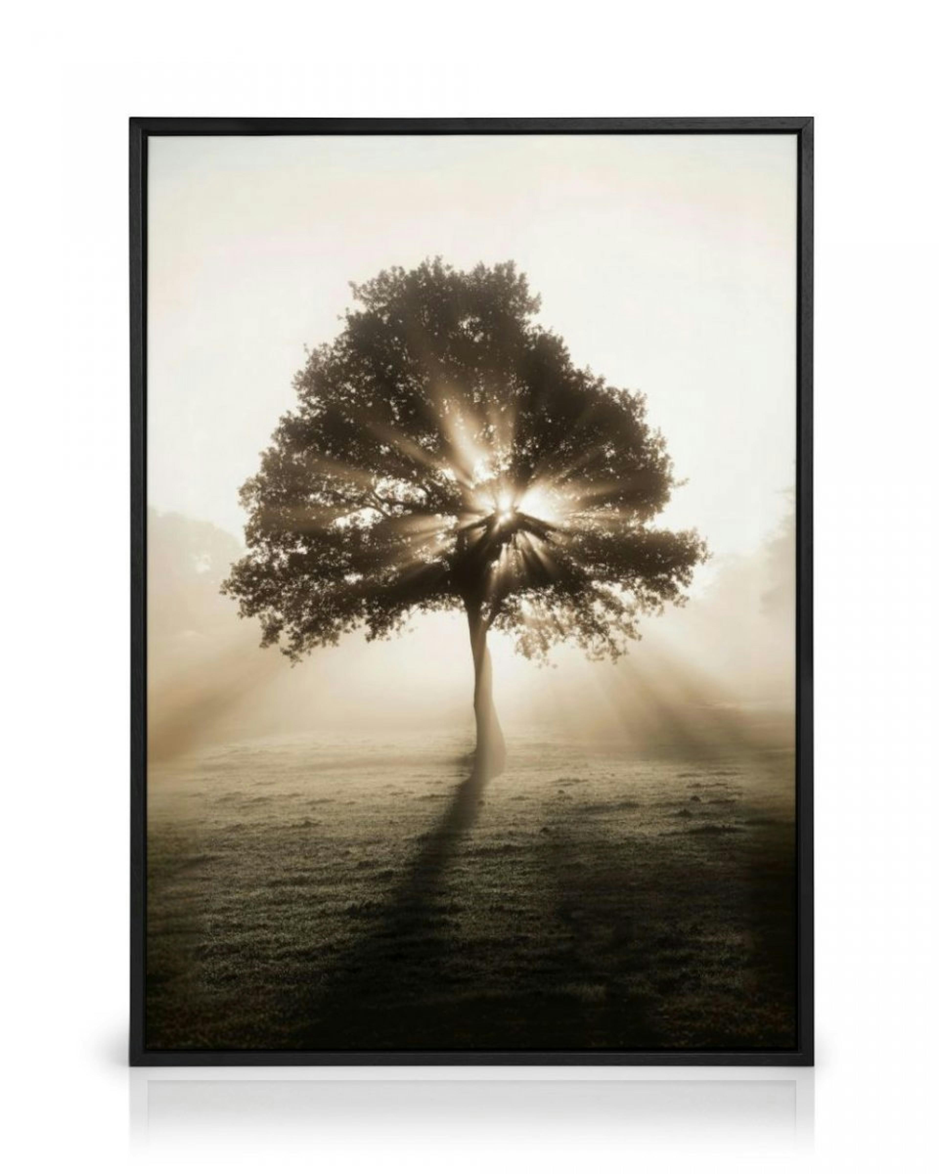 Sunrise Tree Canvas Print thumbnail