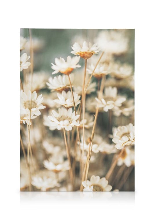 Flores veraniegas Lienzo (30x40 cm - Marco de negro) - Poster Store