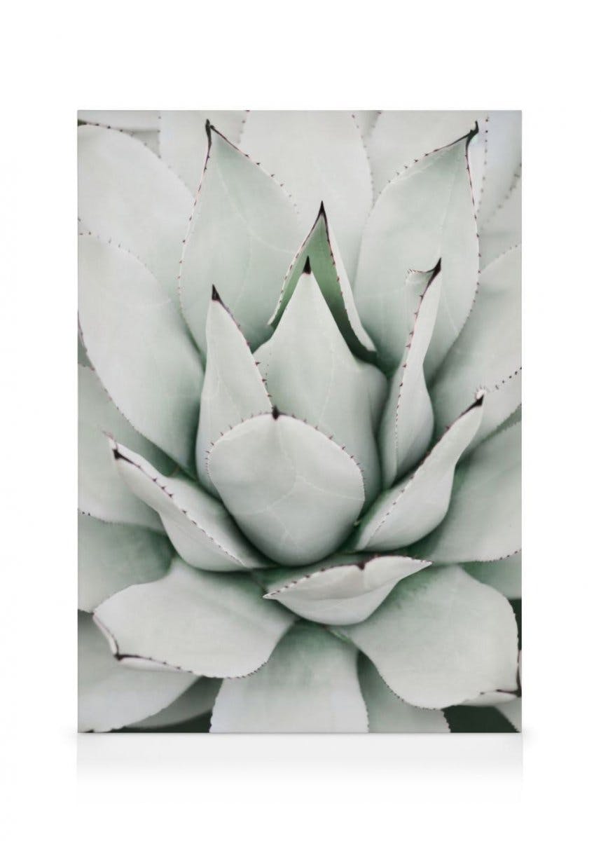 Zielony Agawa Obraz na płótnie (70x100 cm - Ramka dębowa) - Poster Store