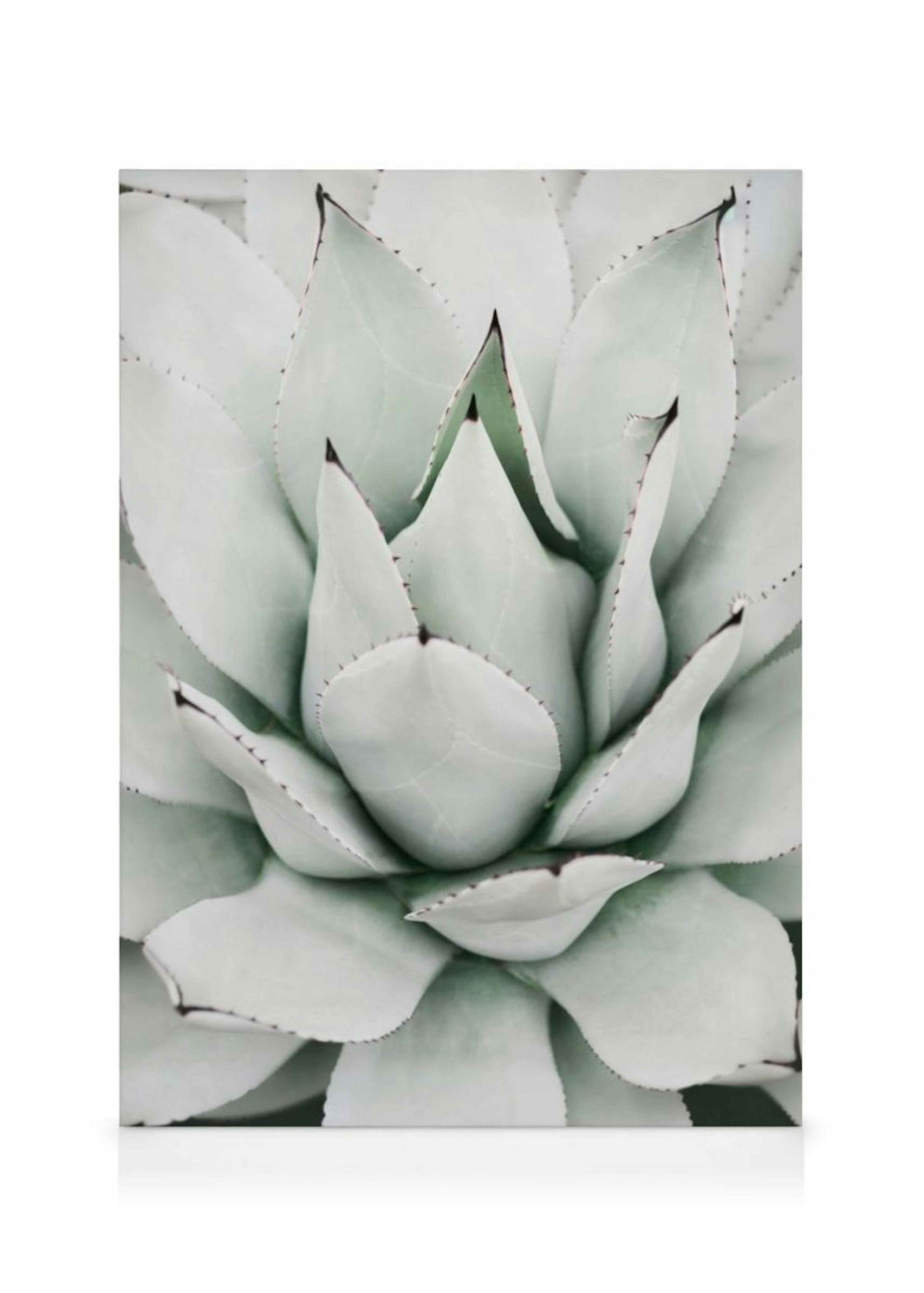 Agave Verde Lienzo thumbnail