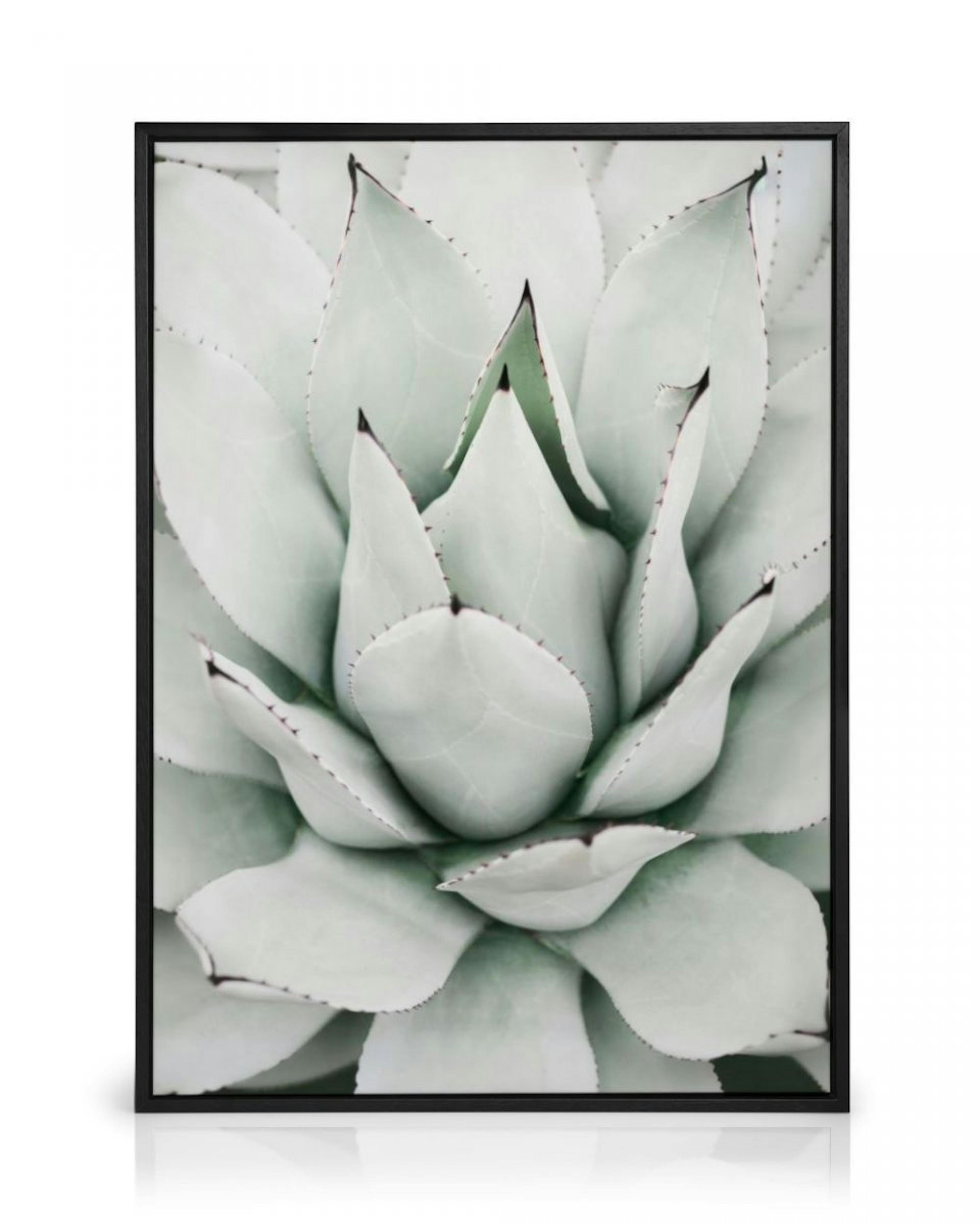 Green Agave Canvas Print thumbnail