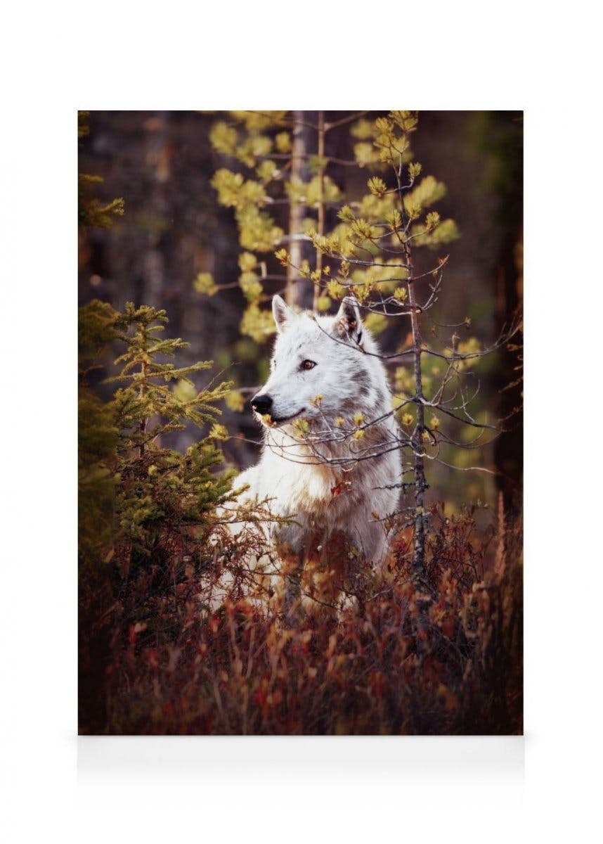 Canvas Prints - Wolf in Forest Canvas print (70x100 cm - Black Frame) - Poster Store