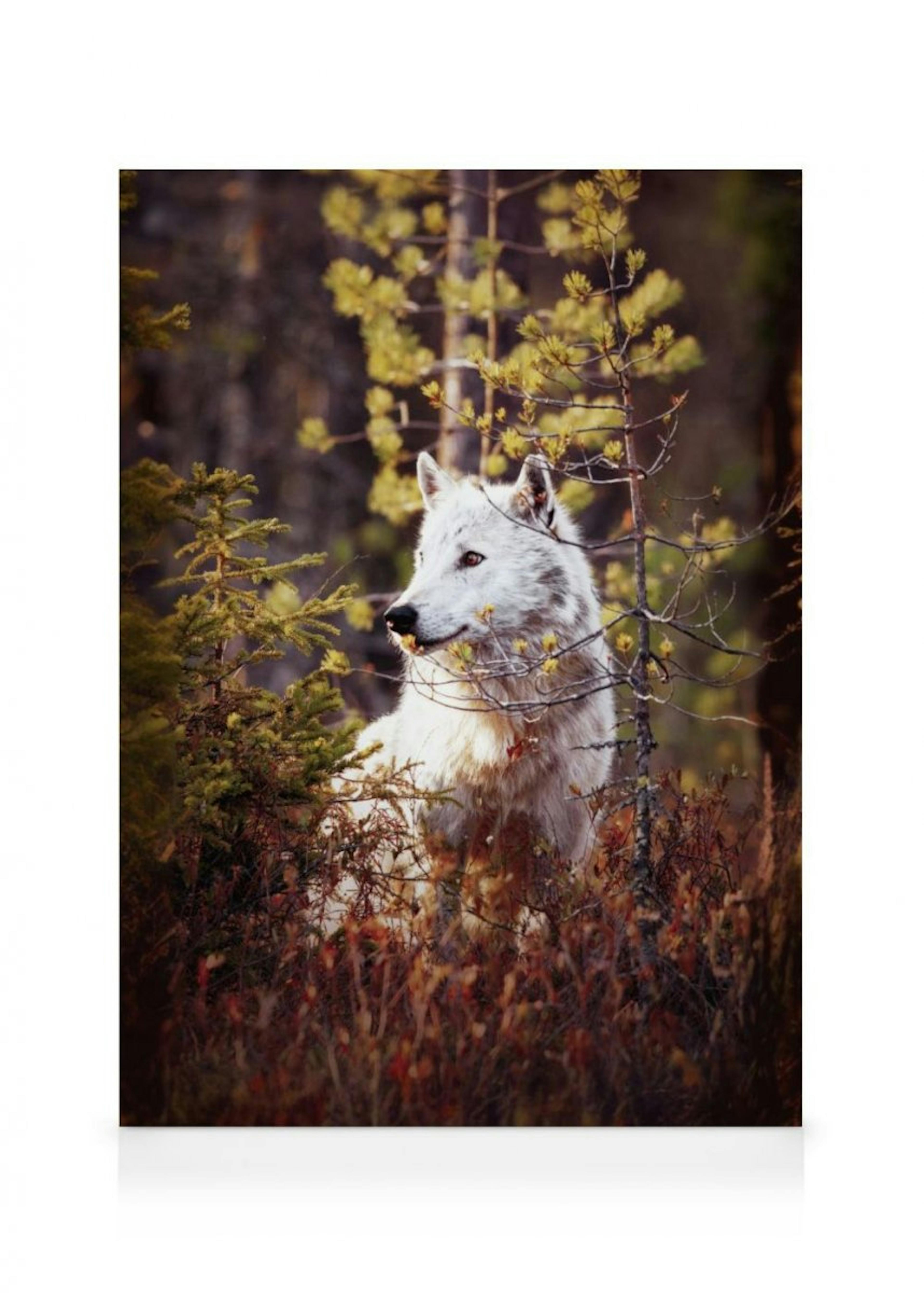 Wolf in Forest Canvas 0