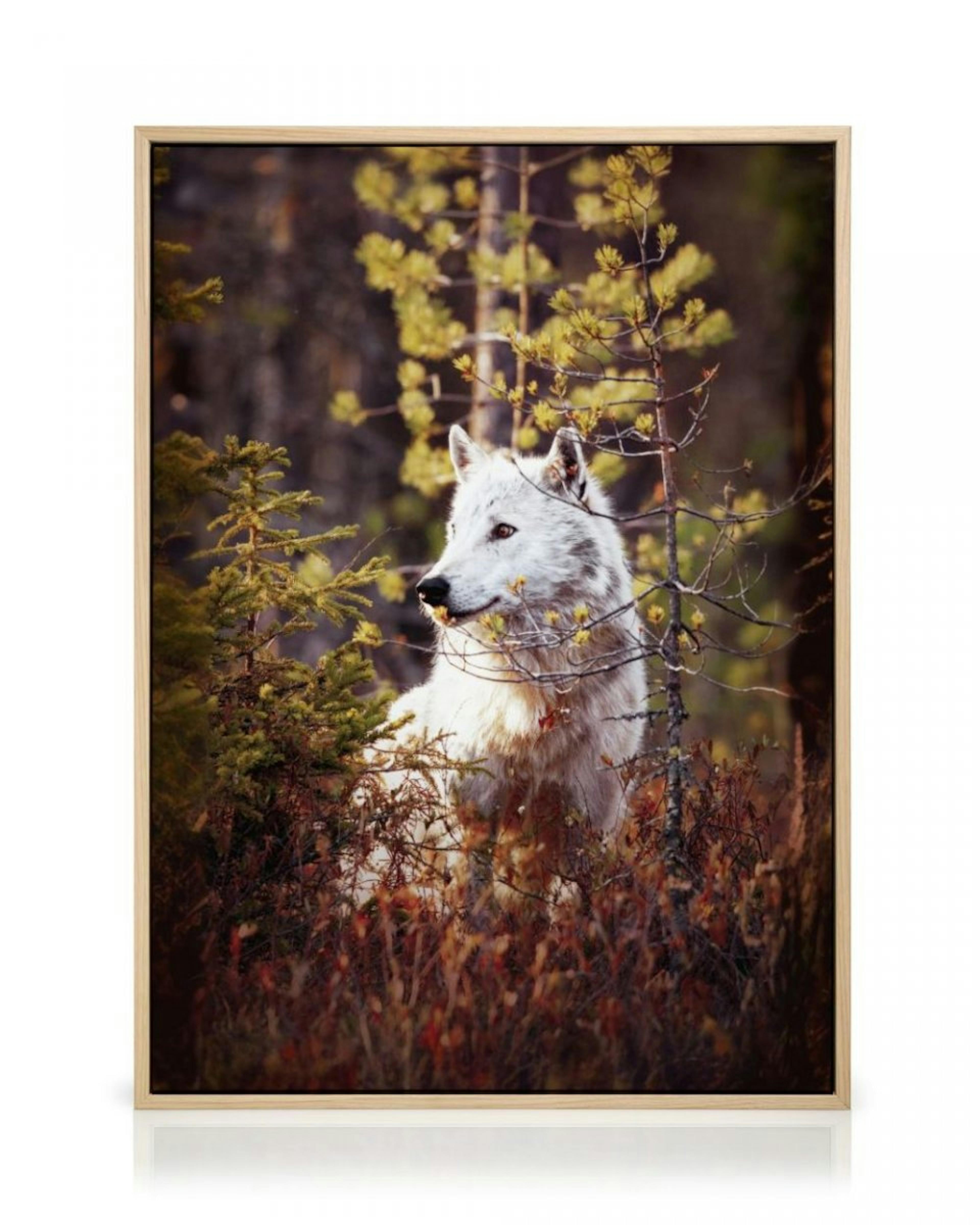 Wolf in Forest Canvas thumbnail