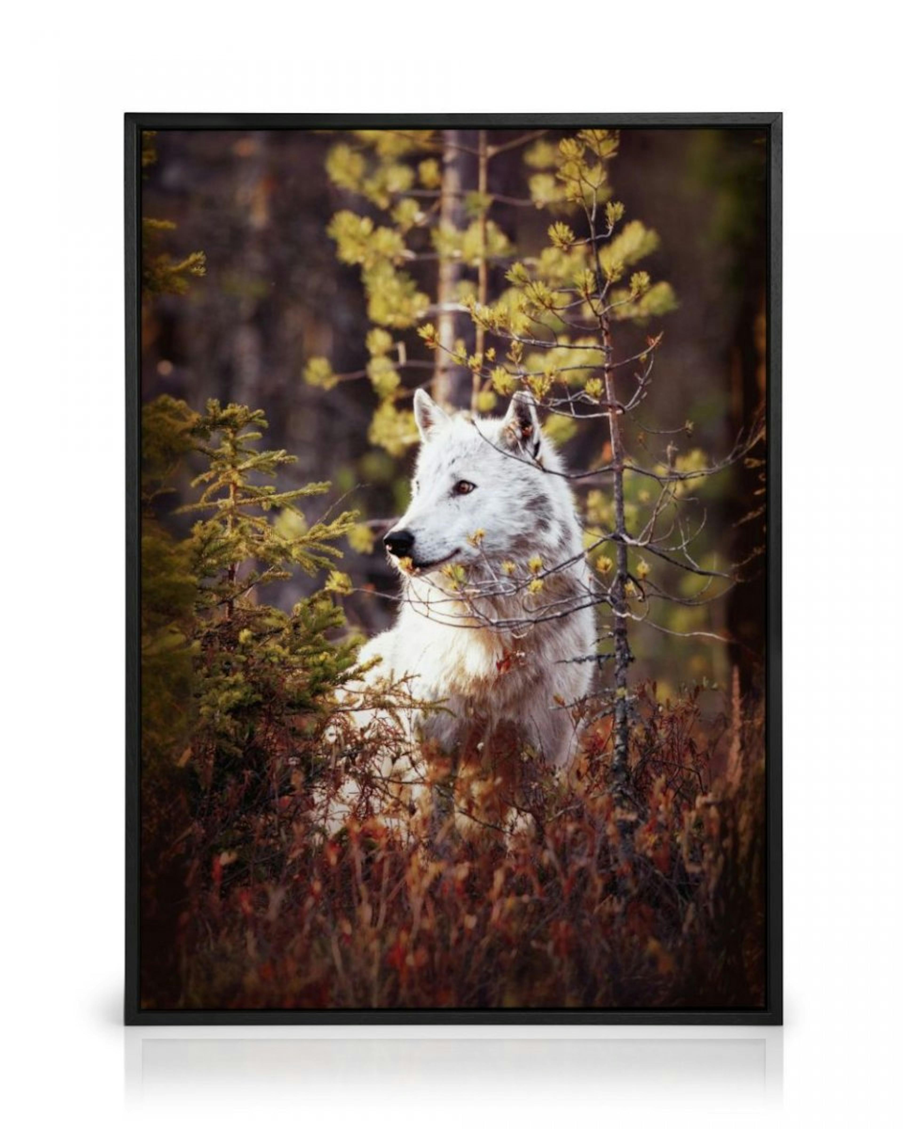 Wolf in Forest Canvas thumbnail