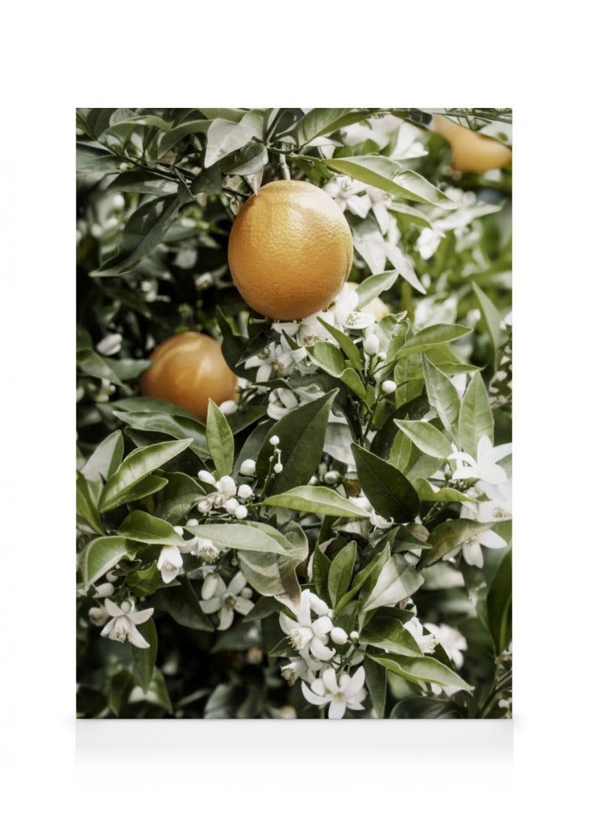 Orange Tree Canvas Print (30x40 cm - Oak Frame) - Poster Store