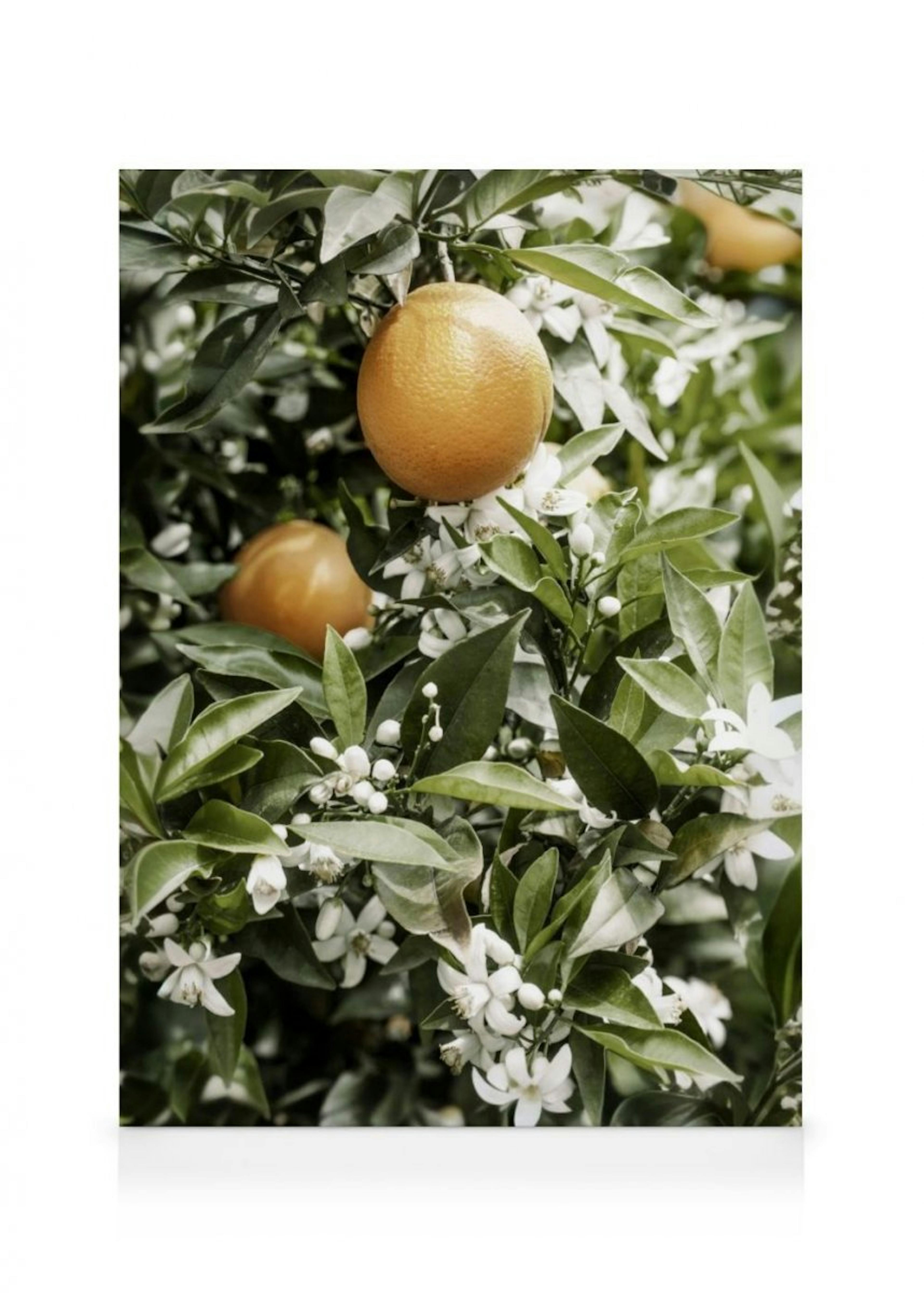 Orange Tree Canvas Print thumbnail