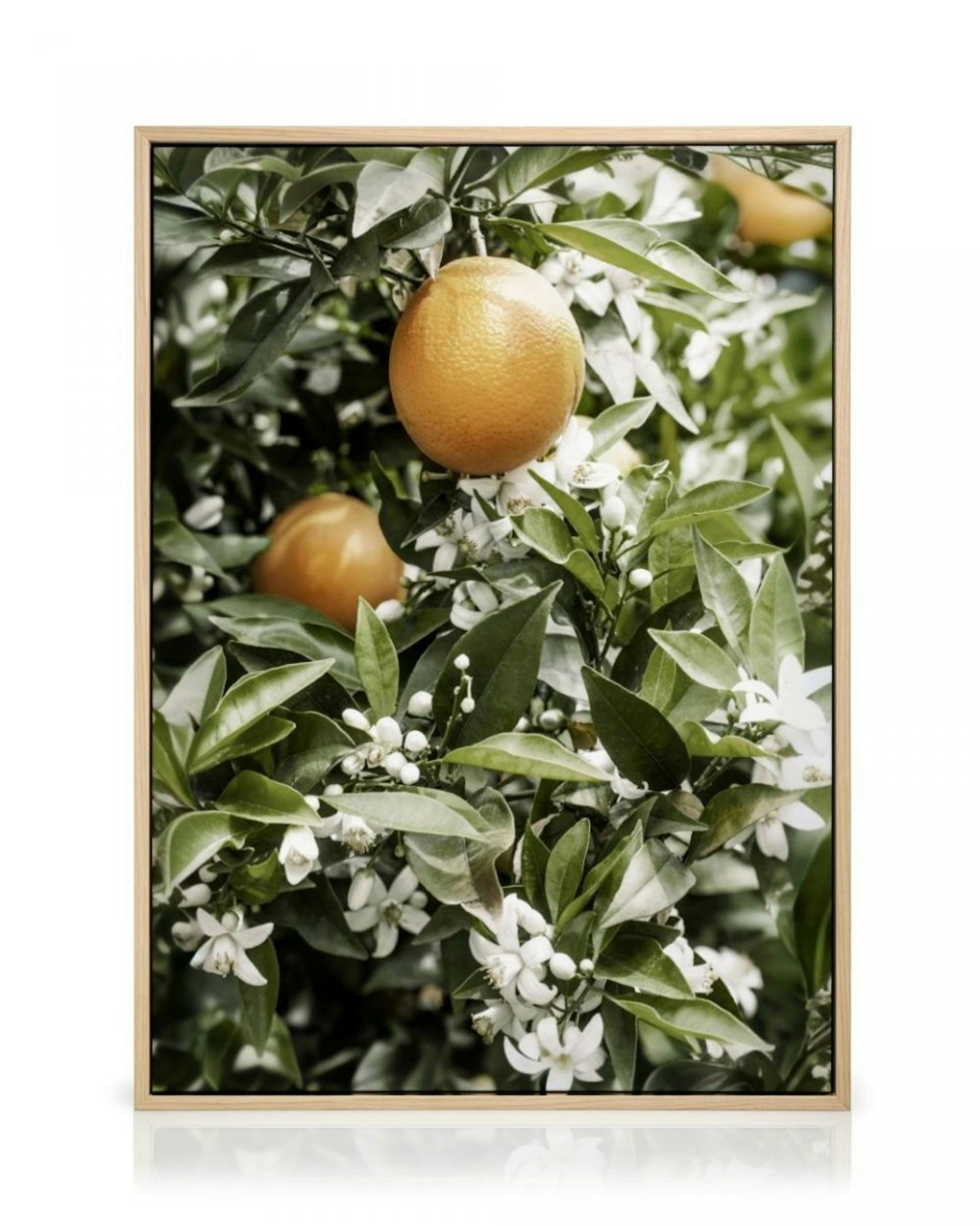 Orange Tree Toile thumbnail